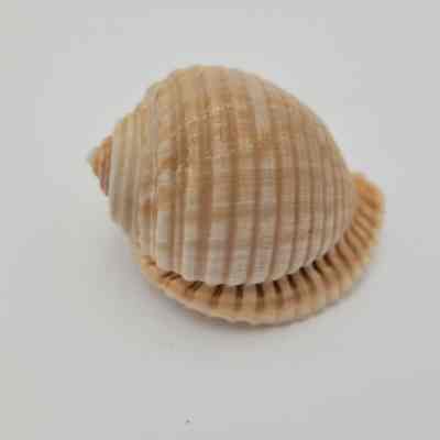 Unknown shell