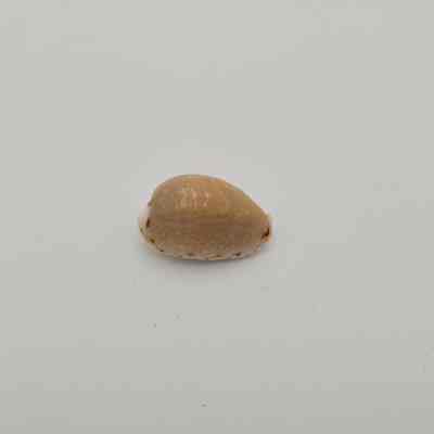 Unknown shell