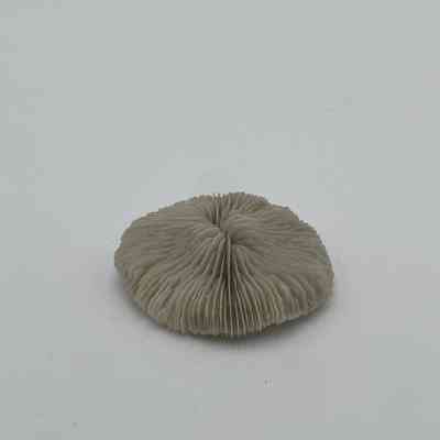 White Mushroom Coral