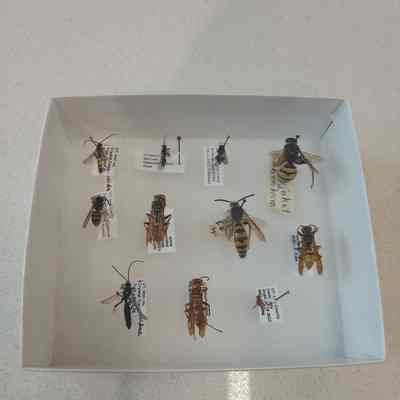 Wasps