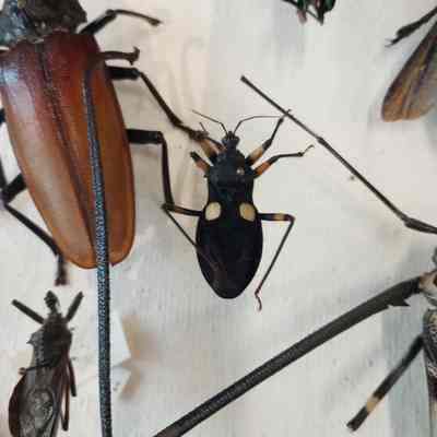 Assassin bug