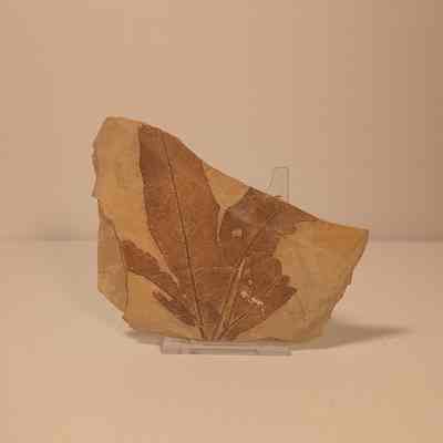 Macginitiea wyomingensis
