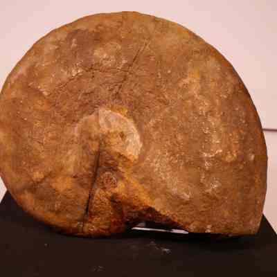 Ammonite Fossil