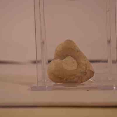 Fossil