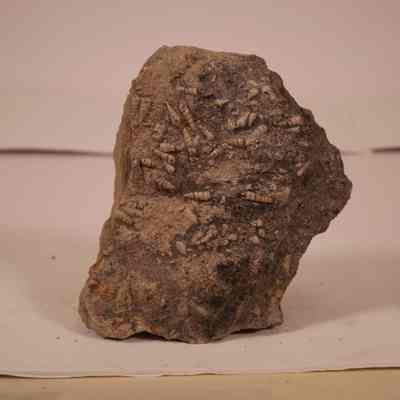Gastropoda Shells in fossil
