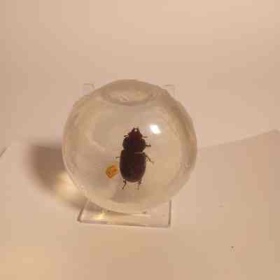 Beetle
