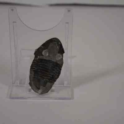Trilobite