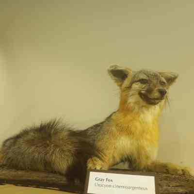 Gray Fox Urocyon cinereoargenteus