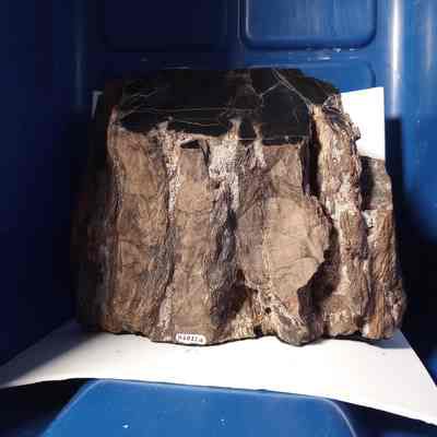 Petrified wood and fluorescent mineral deposits