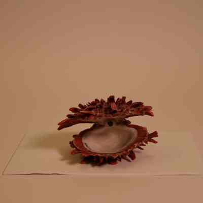 Bivalve Shell