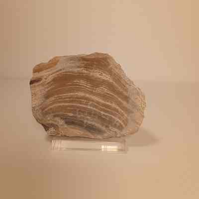 Unidentified tabulate coral