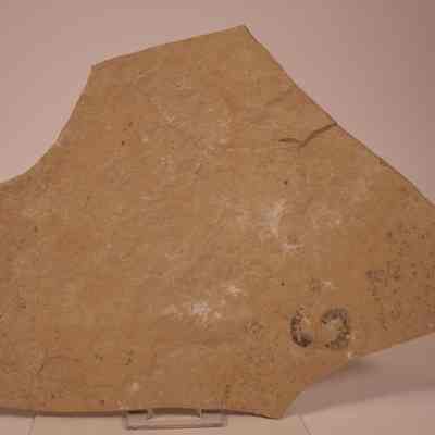 Bivale cast fossil