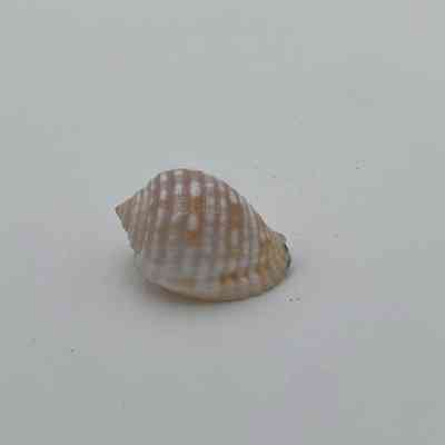 Unknown Shell