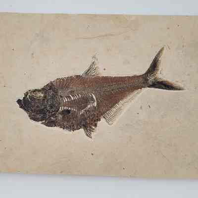 Fish Fossil