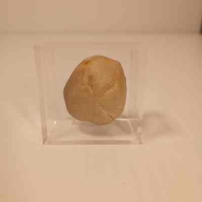 Hemiaster (Epiaster) whitei