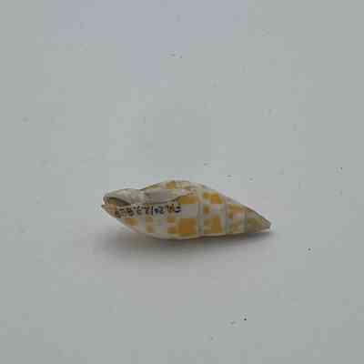 Mitrea Shell