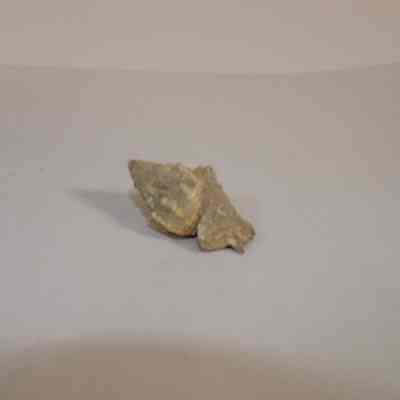 Gastropod fossil