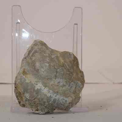 Bivalve Fossil