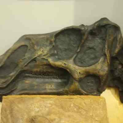 Gryposauraus monumentensis