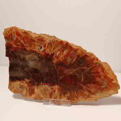 Petrified wood