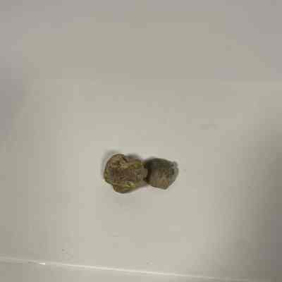 Glyptorthis insculptus