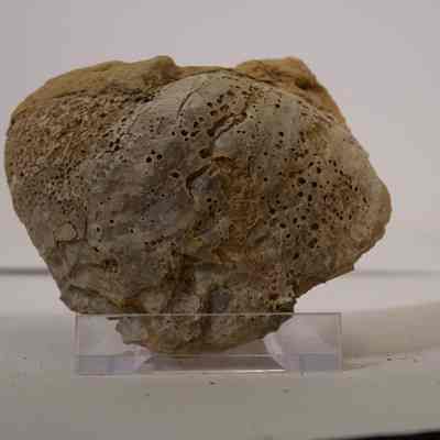 Bivalve Fossil