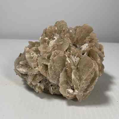 Desert Rose