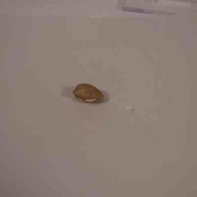 Fossilized Bivalve