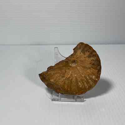 Metiococedras geslinalium