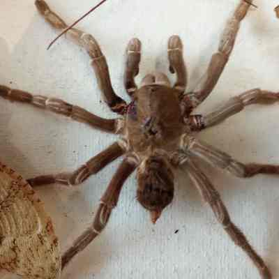 Tarantula