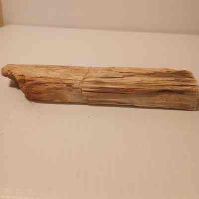 Petrified wood