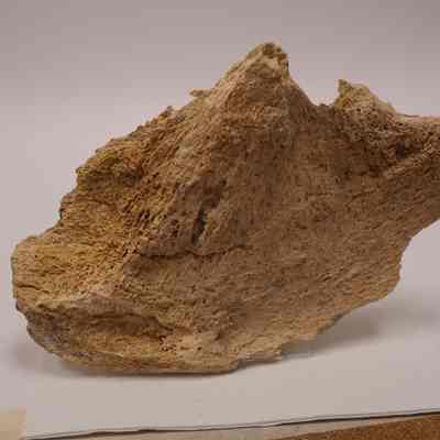 Fossilized tooth