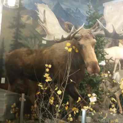 Bruce the moose Western Moose Alces americanus