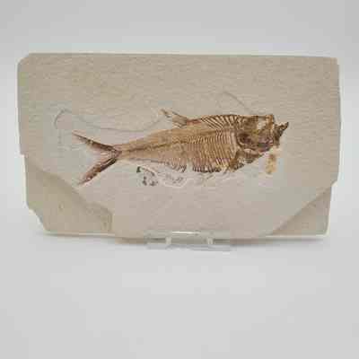 Fish Fossil