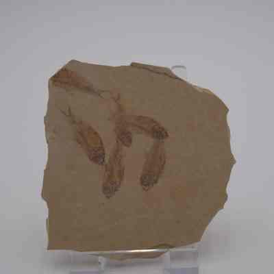 Multiple Fish Fossil