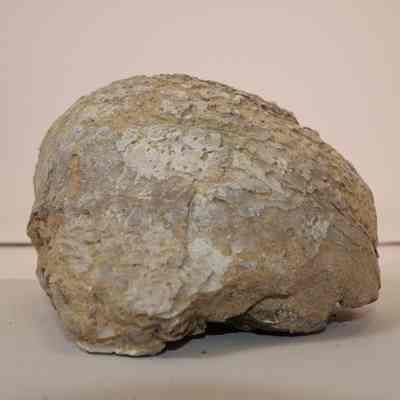 Bivalve Fossil