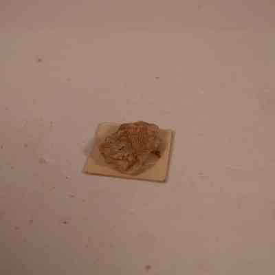 Lacy Bryozoa fossil