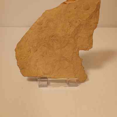 Fossilized shells