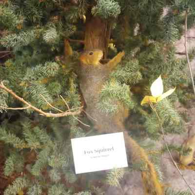 Fox squirrel Sciurus niger