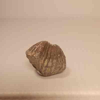 Unknown lophophorate Brachiopod