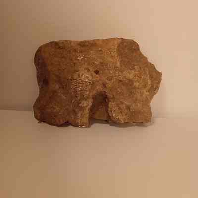 Ceraurus pleurexanthemus (Trilobite)