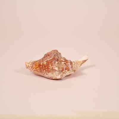 Shell
