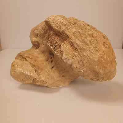 Quaternary era bone