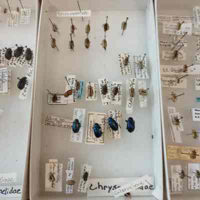 Beetles