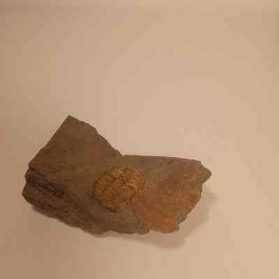 Isotelus mafrizi (Trilobite)