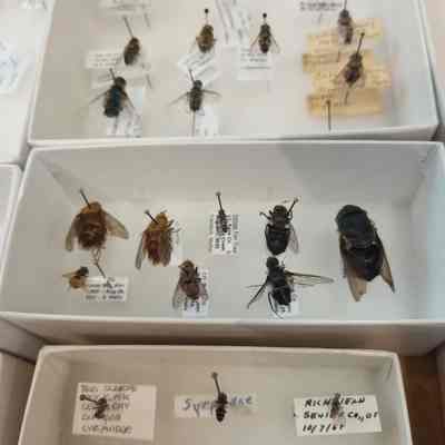 Flies