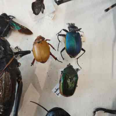 Beetles a-c