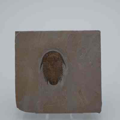 Trilobite Fossil