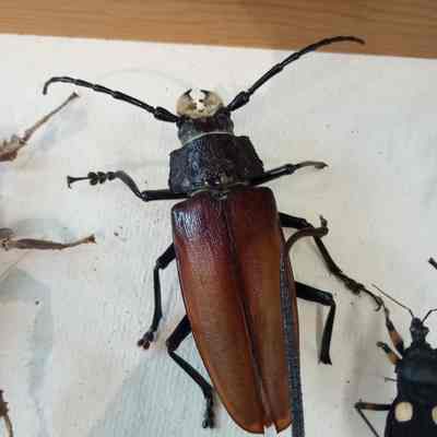Beetle