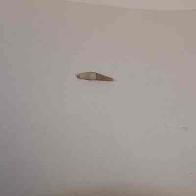 Fossilized tooth